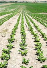Fototapeta na wymiar Growing Celery On Plantation. Celery plants in rows.