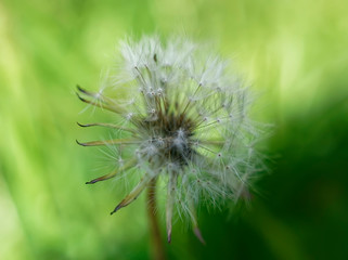 dandelion flower macro in the garden, Russia.