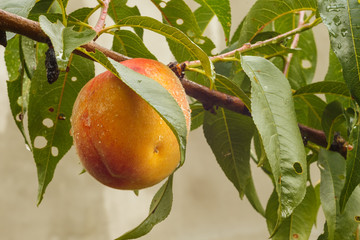 Ripe peaches on a branch. Close-up