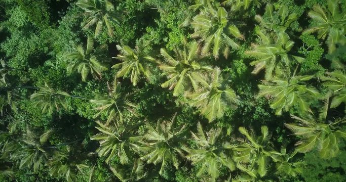 Rugged and Dense Tropical Forest, TOP VIEW AERIAL