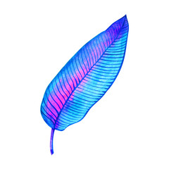 Watercolor amazing tropic leaf. Beautiful elegant natural motifs. can be used for textile, stickers, websites.
