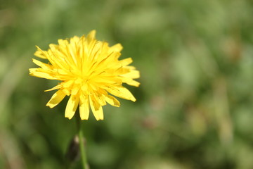 Naklejka premium yellow flower