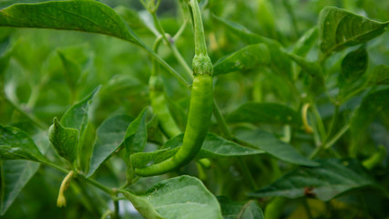 Chili cultivation, one of agriculture with good business value