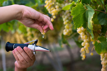Farmer measure grape sweetness with refractometer.