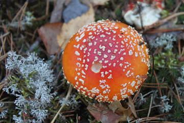 fly agaric
