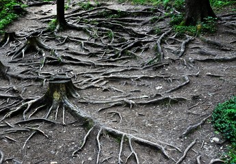 roots of trees on the ground