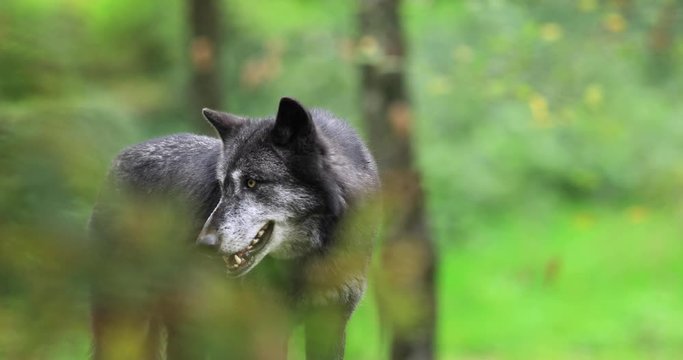 Portraitf of a Timberwolf in the forest during the autumn