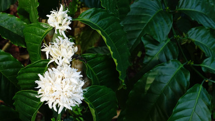 Coffee tree blossom with white color flower close up view                   