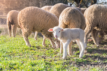 Naklejka premium suckling lamb, starting to graze