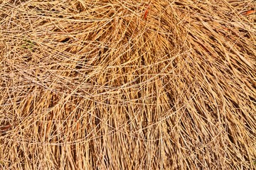 dry grass