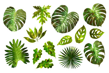 Fototapeta na wymiar Leaves of tropical plants in green watercolor on a white background. Monstera, fan palm, monkey monstera, mango.
