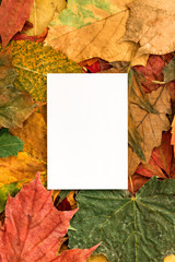 Naklejka na ściany i meble White card autumn leaves on wooden background
