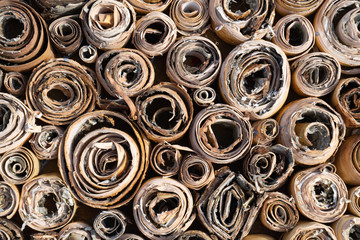 texture, birch bark, creative background