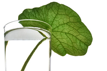 One leaf in a glass of water. Green leaf with visible veins and stem against a white background...