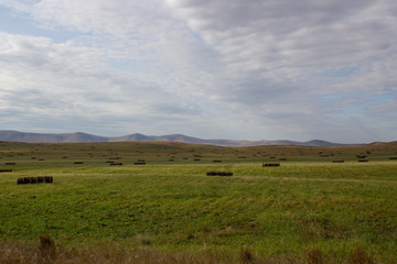 A spacious green field where cows graze