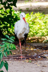 Portrait of a white stork (Ciconia ciconia)