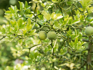 Poncirus trifoliata or Citrus trifoliata | The fruiting tree trifoliate orange with leaves and large thorns, green fruits, yellow in autumn with a texture of small orange