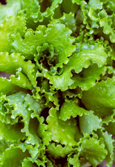 Lettuce salad leaf background. Fresh batavia salad. Top view whole lettuce leaf growth on organic...