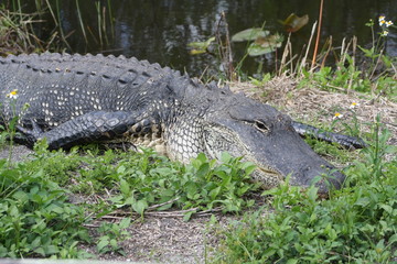 Wildlife in Everglades National Park - Florida - USA