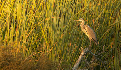 A grey Heron in the lagoon.