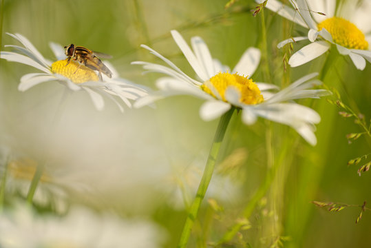 Mistfliege auf Margerite