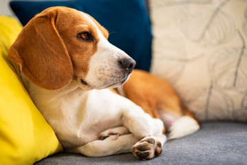 Beagle dog tired lzing down on a cozy couch. Adorable canine background
