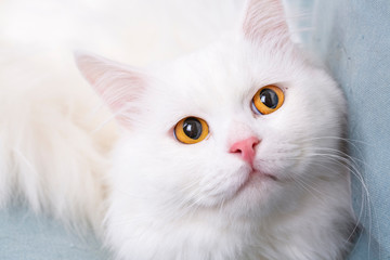Cute, white cat