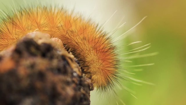 Macro detailed shot of furry Yellow Woolly Bear caterpillar feeding on a seed.  Also known as Spilosoma virginica or Virginia Tiger moth.  Extreme close up shot pans left to reveal the full profile.