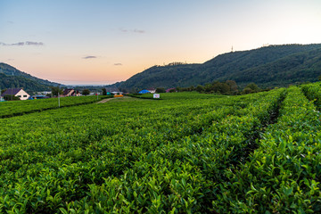 landscape with green field and blue sky