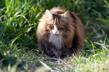 Naklejka na ściany i meble front view of a adult male norwegian forest cat walking over the lawn looking curiously at camera