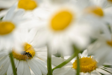 Schwebfliege auf Margerite