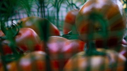 Tomatoes in the basket, fresh and have vitamins suitable for diet or ingredients