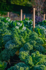 Vibrant Fresh Green Curly Kale Grows in a Vegetable Garden