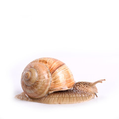 Helix pomatia.Garden snail isolated on white background.Grape snail.