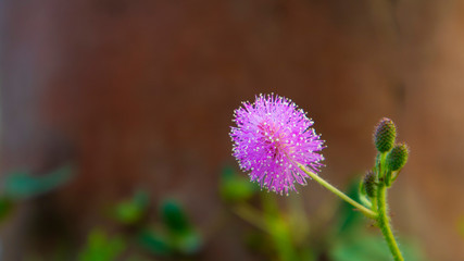 Mimosa pudica flowers, with a beautiful pink color, grow in the spring