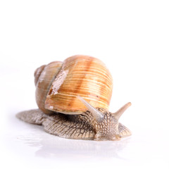 Helix pomatia.Garden snail isolated on white background.Grape snail.