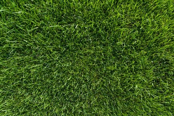 Abstract texture background, natural bright green grass