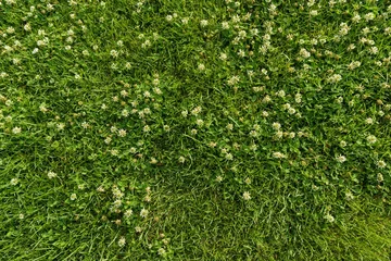 Wandcirkels Gras Abstracte textuurachtergrond, natuurlijk heldergroen gras  © Valerii Honcharuk