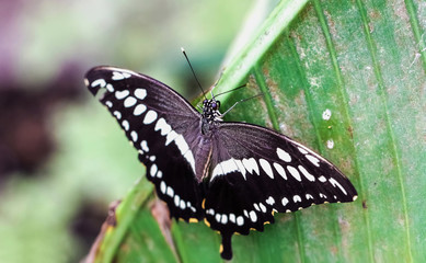 Black and White butterfly on a green banana leaf