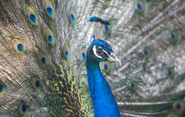 Fototapeta premium peacock blue male on tail background