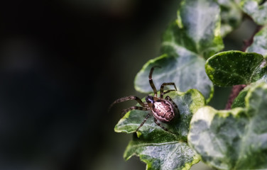 Close up of a Spider on a leaf in London England
