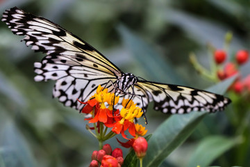 Yellow, Black and White butterfly feeding on a orange and red flowers