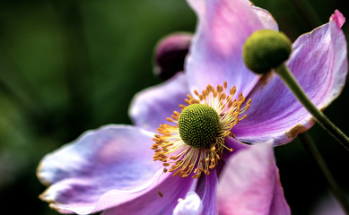 Purple flower with Yellow pollen and a green center