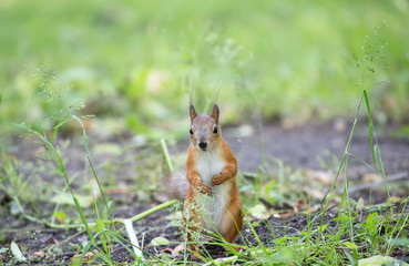 Naklejka na ściany i meble orange squirrel in green grass