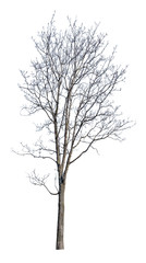 high winter maple with bare branches