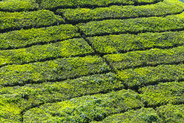 Tea plantations in Munnar, India