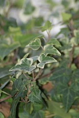 Fototapeta premium ivy