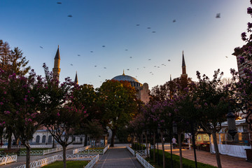 Hagia Sophia museum in Istanbul / Turkey, early in the morning with Judas-trees on foreground and birds flying over the building 