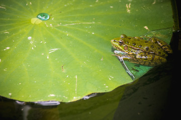 grenouille sur nénuphar, bassin japonais