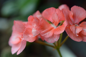 Home flowers of red color in a flowerpot closeup. Shallow depth of field